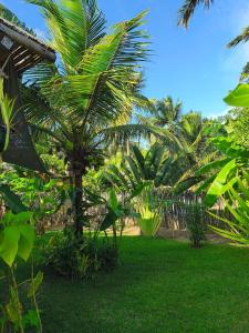 a palm tree in a yard with green grass at Green Coconut - Icaraí Kite Village in Icaraí