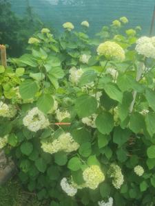 a plant with white flowers and green leaves at Pensiunea Clasic in Gherla