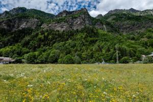 a field of flowers in front of a mountain at The Haven Quiet Escape - Panoramic Terrace in Valtournenche