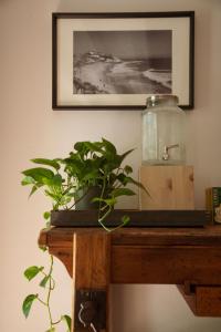 a plant sitting on top of a wooden table at Locanda Hemingway in Bassano del Grappa +64 photos