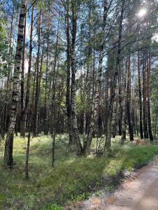 a forest with tall trees and a dirt road at Domek pod brzozami in Waszki