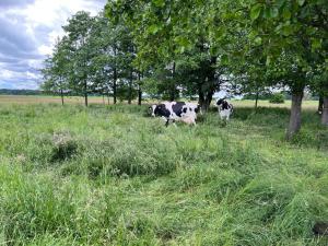 two cows standing in a grassy field with trees at Domek pod brzozami in Waszki +3 photos