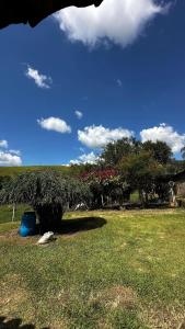 a green field with a tree in the grass at Recanto 2 irmãos in Socorro