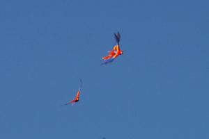 two kites flying in the blue sky at PETIT PARADIS CABAÑA Catemaco Rainforest Nature in Catemaco