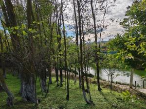 a group of trees in front of a body of water at Complexul Profestur in Valea Dragului