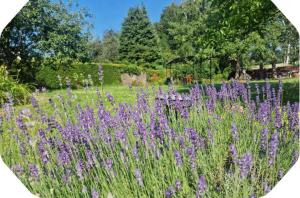 a field of purple flowers with trees in the background at Gîte 2 pers - La Pommeraie - Le Coin Ardenne in Sainte-Ode +5 photos
