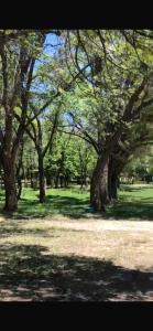 a group of trees in a park with grass at Saida guest house in Rybpunkt