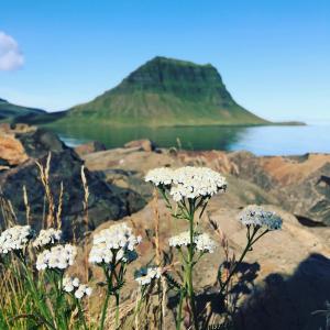 a group of white flowers on rocks near the water at G6 Apartment in Grundarfjordur