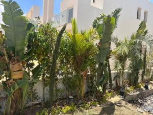 a bunch of plants in front of a building at D-bay north coast 4 bed rooms villa minimum stay 3 nights in Zāwiyat ‘Abd al Mun‘im +14 photos