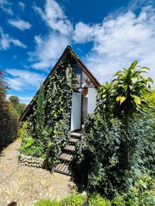 a house covered in ivy with stairs leading up to it at Imperios Glamping in Silvania