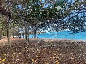 a group of trees on a beach near the water at Arcadia Beach Unit 4 in Arcadia