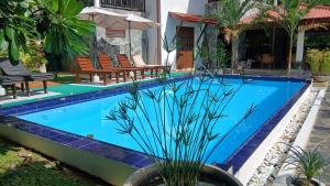 a blue swimming pool with chairs and a plant in a pot at Machan Villa in Tangalle