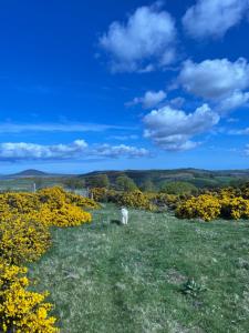 a sheep grazing in a field with yellow flowers at The Bognie Inn in Huntly