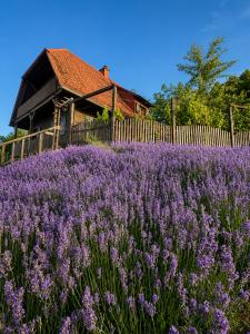 a field of purple flowers in front of a house at Skoff Original Holzhaus in Eckberg