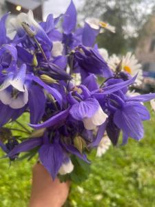 a hand holding a bouquet of purple and white flowers at Qedani in Ch'k'valeri