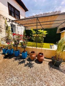 a group of potted plants in front of a house at Dryrivers house in Xiropótamos