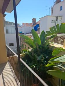 a balcony with a plant on a building at FONTE NOVA Setubal in Setúbal