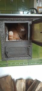 a cat is laying in an old oven at Agroturystyka Wesoła Chmura - dom w Masywie Śnieżnika in Kletno