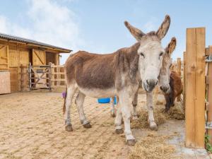 a donkey is standing next to a fence at The Old Farmhouse in Longford +26 photos