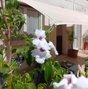a plant with white flowers in front of a building at Domus REA Bracciano - Self Check-in H24 in Bracciano