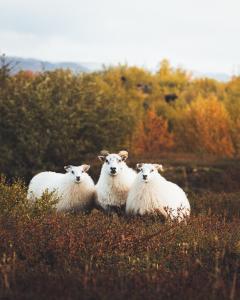 a group of three sheep standing in a field at Vogafjós Farm Resort in Myvatn +58 photos