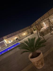 a plant in a pot on a patio at night at Bissan Condimenium in Amman