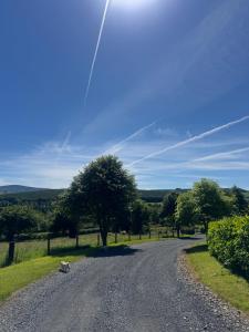 a gravel road with a tree on the side at Birch Valley Accommodation Tinahely Wicklow in Killicreny Bridge