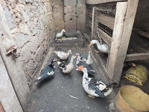 a group of birds standing around a cage at Rose Petals in Sagana