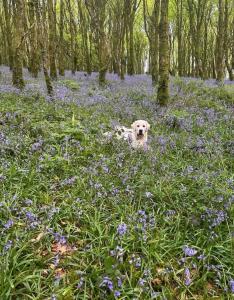a dog is sitting in a field of blue flowers at Birch Valley Accommodation Tinahely Wicklow in Killicreny Bridge +9 photos