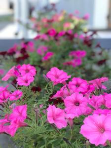 a bunch of pink flowers in a garden at Guest House KARTA F M in Kamianets-Podilskyi