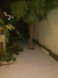a room with a tree in the corner of a room at Paradise maison d'hôte in Nouakchott