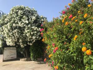 a group of flowering plants with a sign in between them at Can Selleretas in Vilamacolum +14 photos
