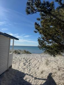 a sandy beach with a building and a pine tree at Höllviksstugan in Höllviken +4 photos