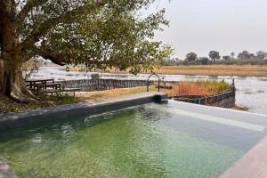 a large pool of water next to a tree at The Bell Frog Inn in Maun