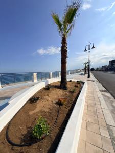a palm tree on a sidewalk next to the beach at Il gelso in Bovalino Marina