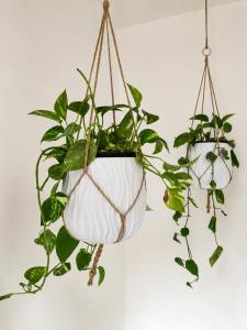 two potted plants hanging from a wall at Orizzonti in Ortona
