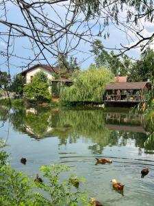a pond with ducks in the water with a house at Souvenir in Isaccea +11 photos