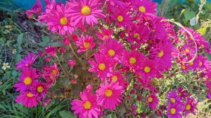 a bunch of pink flowers in a garden at La Dominga Tiny House in La Granja