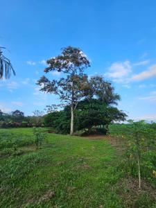 a tree in the middle of a field at Divina Naturaleza in Agua Azul +41 photos
