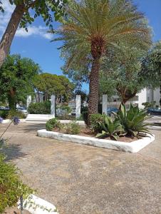 a palm tree in the middle of a parking lot at Appartement piscine Rosas in Roses
