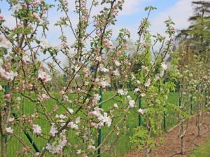 a row of trees with pink flowers on them at Au Pré Carré in Plumergat
