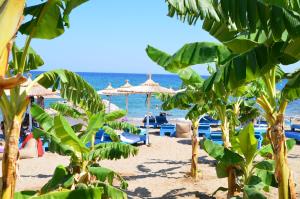 a beach with chairs and umbrellas and the ocean at Stegna Star Apartments in Archangelos