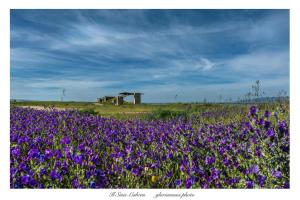 a field of purple flowers in front of a ruin at MUSA DOMO Fàinas in Càbras