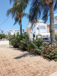 a sidewalk with palm trees and flowers in front of a building at Millennium falcon in Larnaca