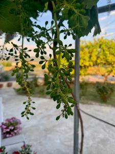 a plant with green leaves and flowers in a garden at Nefeli's apartment in Vonitsa