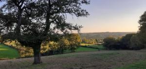 a tree in the middle of a field at Une chambre en Amazonie in Le Menoux +8 photos