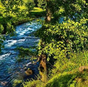 a river with a tree in the middle of it at 18 river view chalet-Glan Gwna Holiday Park in Caernarfon