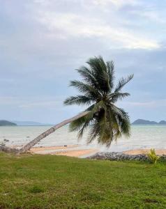 a palm tree on a beach with the ocean at First light beach bungalow in Ko Phangan