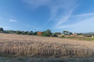 a field of tall brown grass and a blue sky at Luxury Garden Suite with Private Heated jacuzzi in Perugia