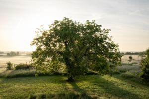 a tree in the middle of a field at Maison d'hôtes le détour en pleine nature in Channay-sur-Lathan +73 photos